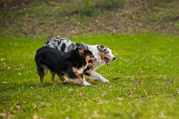 Две австралийские овчарки играют вместе — стоковое фото