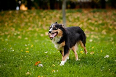 Avustralyalı çoban sonbaharda yürür