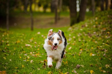 sonbahar aylarında çalışan genç merle Avustralyalı çoban