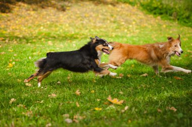 iki komik köpek birlikte oynamak