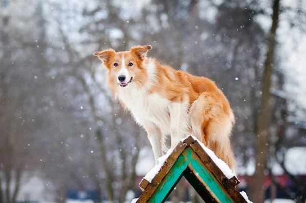 冬に赤い犬のボーダーコリーの訓練 — ストック写真