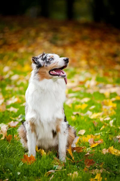 Unga merle australian shepherd porträtt i höst — Stockfoto