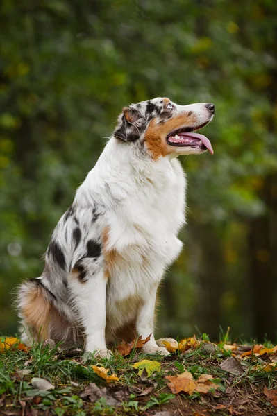 Young merle Australian shepherd look up — Stock Photo, Image