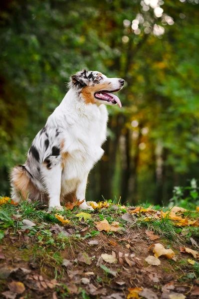 Young merle Australian shepherd look up — Stock Photo, Image