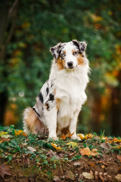 Junge merle australische schäferhündin porträt im herbst — Stockfoto