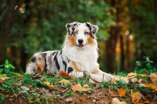 Joven retrato de pastor australiano merle en otoño —  Fotos de Stock