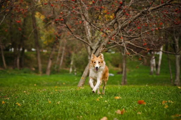 Jovem merle border collie correndo no outono — Fotografia de Stock