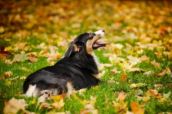 Jonge zwarte Australische herder ontspannen in de herfst — Stockfoto