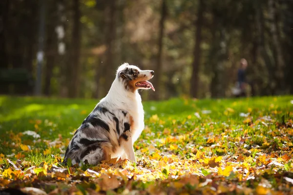 Young merle Australian shepherd look up — Stock Photo, Image