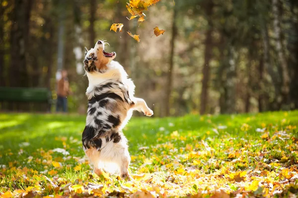 Unga australian shepherd spelar med blad — Stockfoto