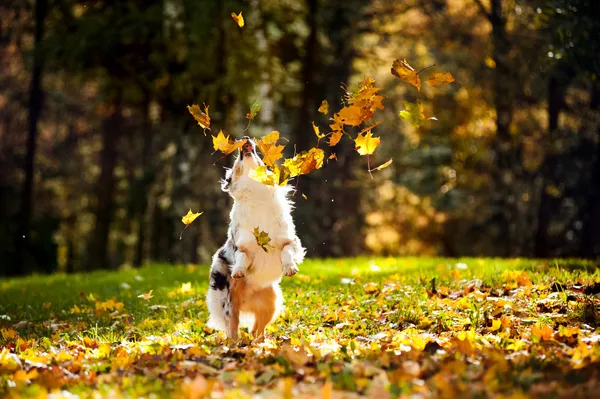 Unga australian shepherd spelar med blad — Stockfoto