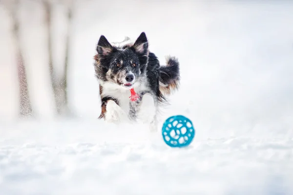 Border collie dog in esecuzione per catturare un giocattolo in inverno — Foto Stock