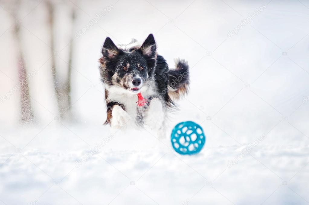 Border collie dog running to catch a toy in winter