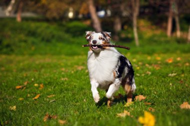 sonbahar aylarında çalışan genç merle Avustralyalı çoban