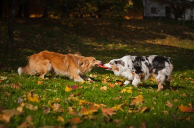 iki köpek birlikte bir oyuncakla oynamak