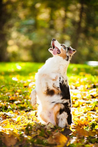 Young merle Australian shepherd performs a trick — Stock Photo, Image