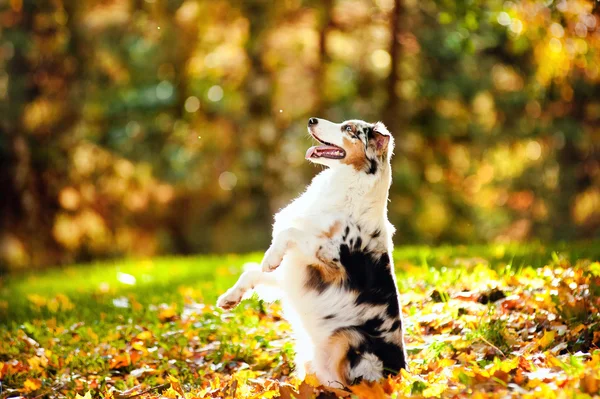 Unga merle australian shepherd utför ett trick — Stockfoto