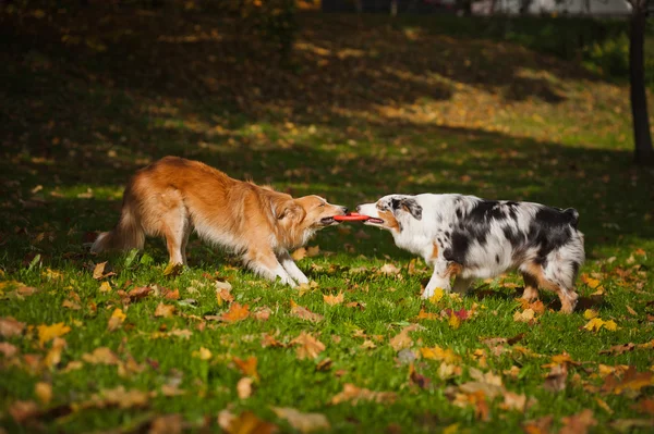 Twee honden samenspelen met een stuk speelgoed — Stockfoto