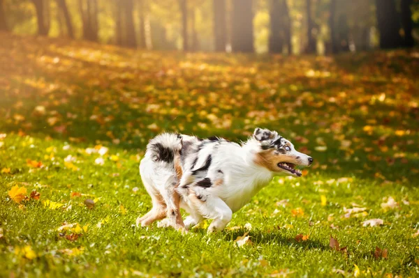 运行在秋天的年轻梅尔澳大利亚牧羊犬 — 图库照片