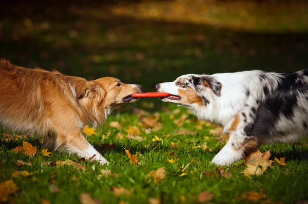 Twee honden samenspelen met een stuk speelgoed — Stockfoto