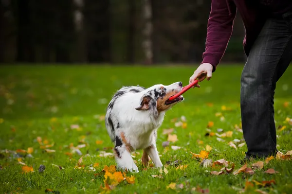 Unga merle australian shepherd spelar med människa — Stockfoto