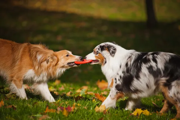 Twee honden samenspelen met een stuk speelgoed — Stockfoto