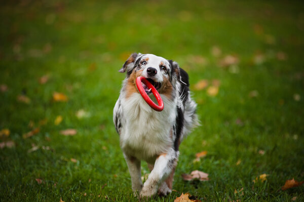 young merle Australian shepherd playing with toy
