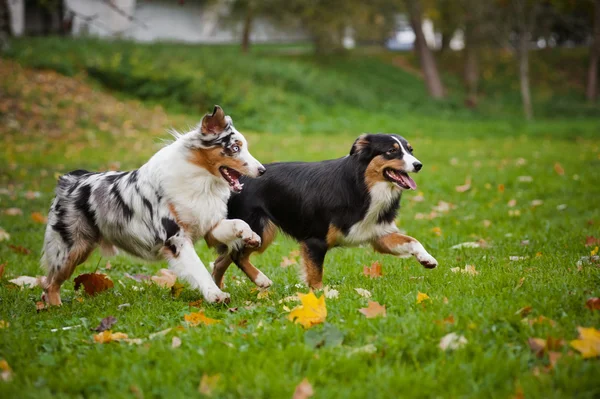 Dois pastores australianos jogam juntos — Fotografia de Stock