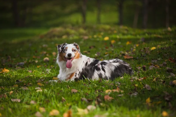 Unga merle australian shepherd avkopplande — Stockfoto