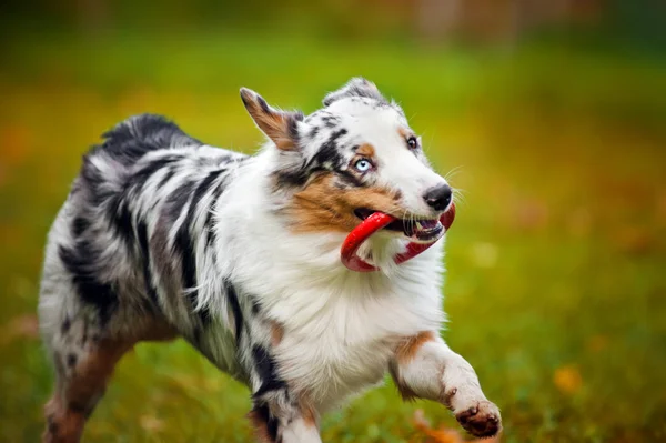 Young merle Australian shepherd playing with toy — Stock Photo, Image