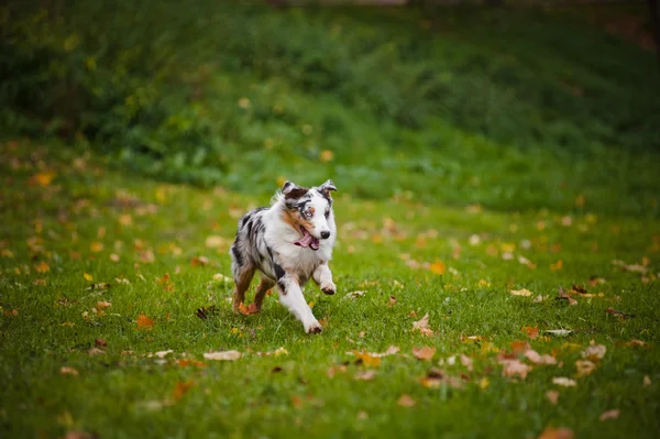 Jeune berger australien merle fonctionnant en automne — Photo