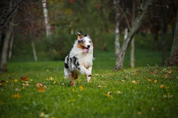 Junger merle australischer schäferhund läuft im herbst — Stockfoto