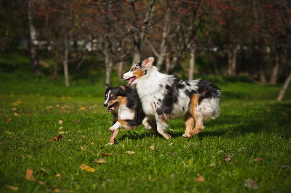 Zwei australische Schäferhunde spielen zusammen — Stockfoto