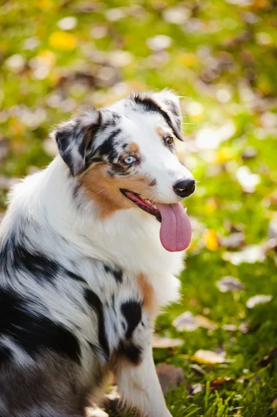 Jonge merle Australische herder portret in de herfst — Stockfoto