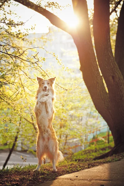 Border collie dog stand up in sunshine — Stock Photo, Image