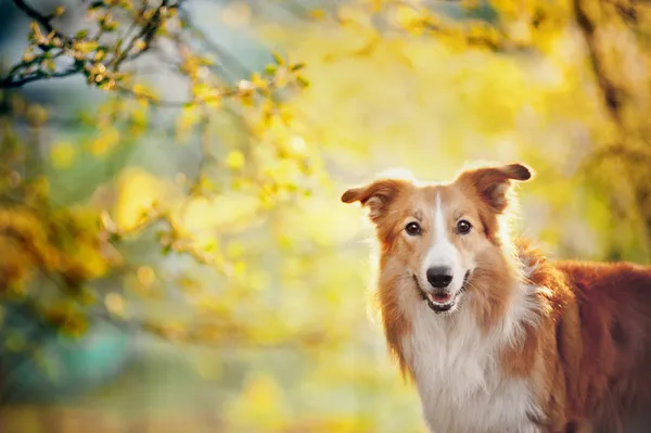 Retrato de Border Collie sobre fondo de sol —  Fotos de Stock