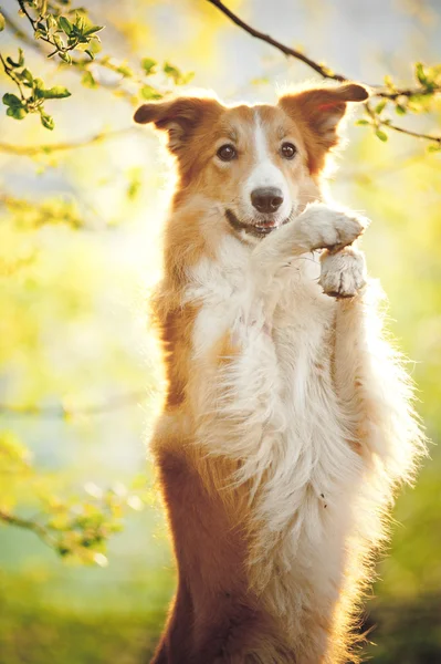 Fronteira collie retrato no fundo da luz do sol — Fotografia de Stock