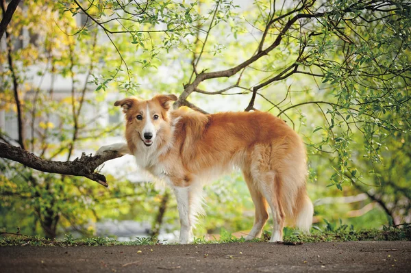 Collie batas pada latar belakang musim semi — Stok Foto