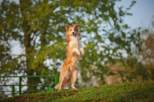 Collie fronterizo de pie sobre el fondo de primavera — Foto de Stock