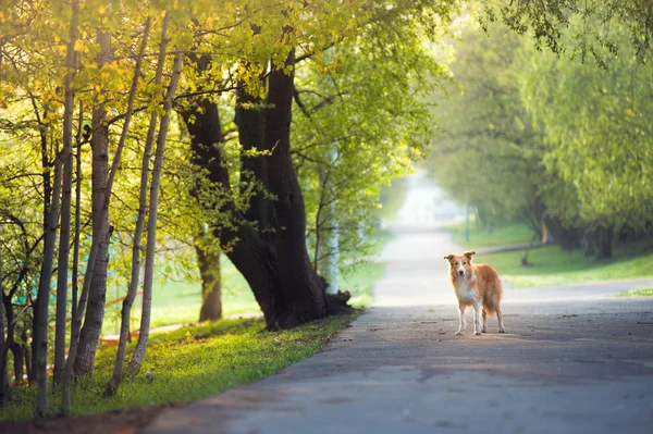 Hundespaziergang im Frühlingspark — Stockfoto