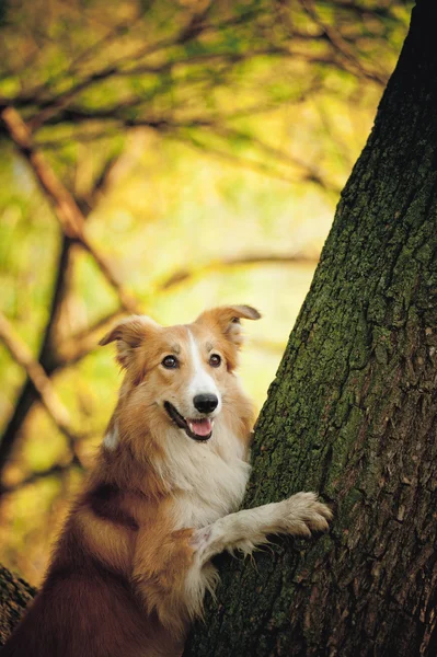 Feliz perro frontera collie en el árbol — Foto de Stock