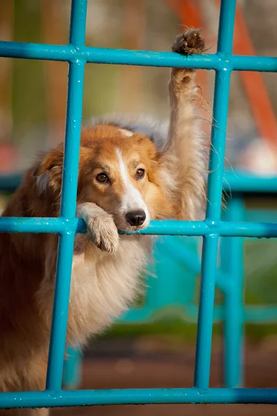 Chien jouant dans la cour de récréation — Photo