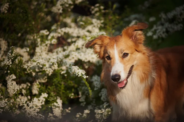 Borde collie perro retrato en primavera — Foto de Stock