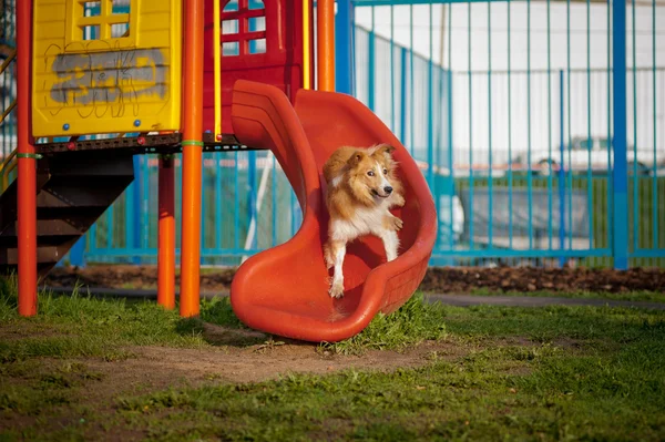 Border Collie Hund reitet auf dem Spielplatz — Stockfoto