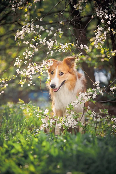 Frontière collie chien portrait au printemps — Photo