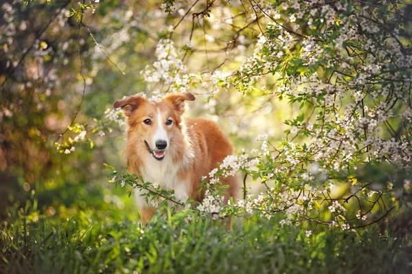 Border collie dog portrait in spring — Stock Photo, Image