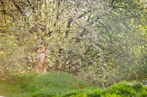 Border collie dog in spring — Stock Photo, Image