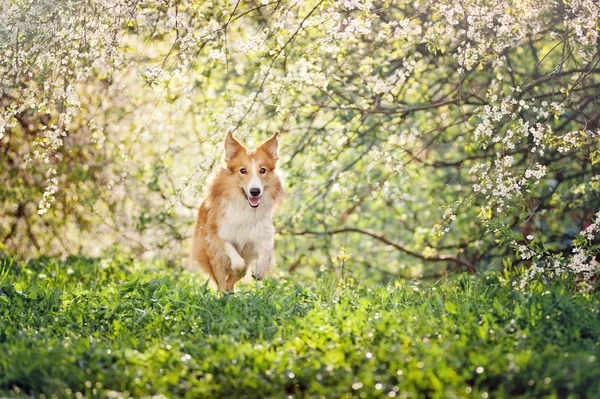 Border collie pies działa na wiosnę — Zdjęcie stockowe