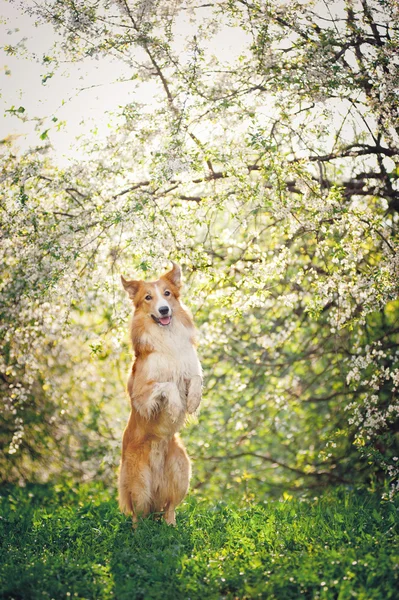 Fronteira collie cão brincando na primavera — Fotografia de Stock