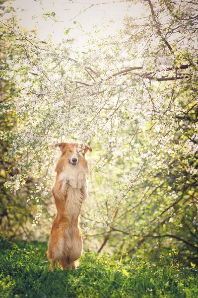 Bordercollie hond spelen in het voorjaar van — Stockfoto